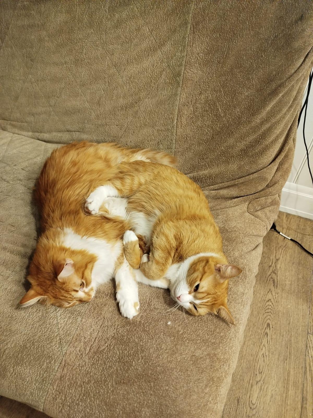 Фото В снегу и за рулем: в Новосибирске опубликовано свыше 50 фото милых питомцев к Дню кошек 12 - Сиб.ФМ Фото В снегу и за рулем: в Новосибирске опубликовано свыше 50 фото милых питомцев к Дню кошек 12